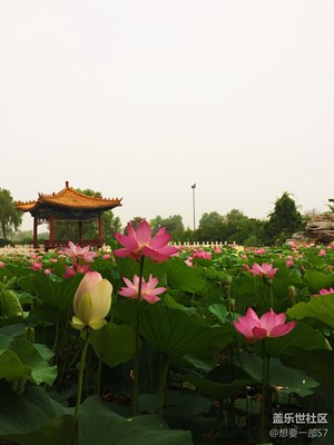 荷花随手拍3