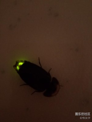 【摄影】傍晚飞来一只萤火虫