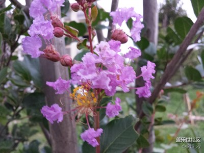 静等花开