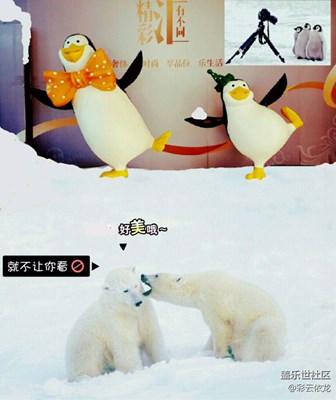 北极熊为什么不可以爱上企鹅