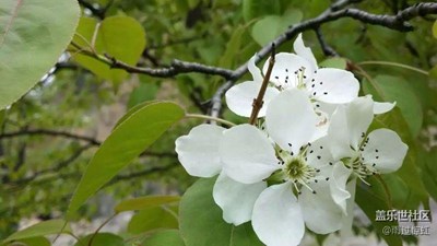 花丛间的精彩（二）Note 3