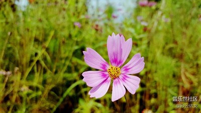 烈日下的格桑花，灿烂似朝霞。