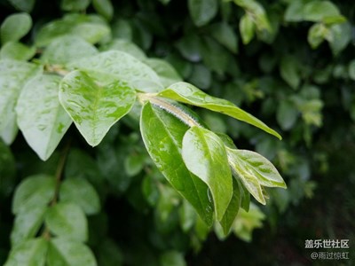 成都-花草