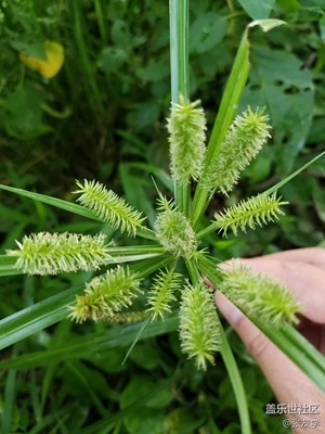 [摄影]这叫什么草？