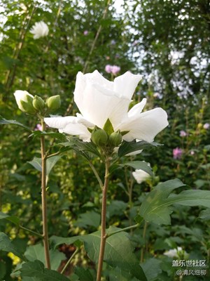 紫色和白色的木槿花