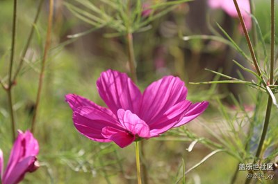 格桑花