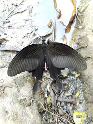 [摄影]漂亮的蝴蝶