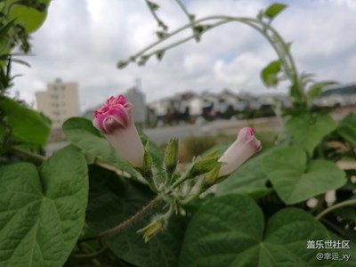 美丽的牵牛花