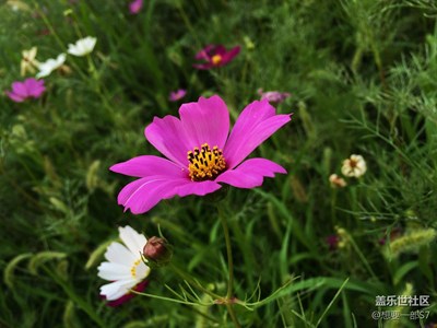 美丽的格桑花