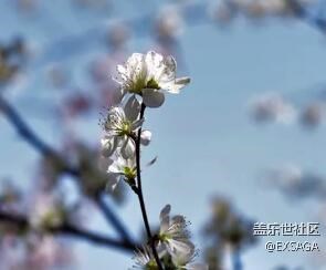 玉渊潭樱花节