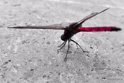 Red dragonfly