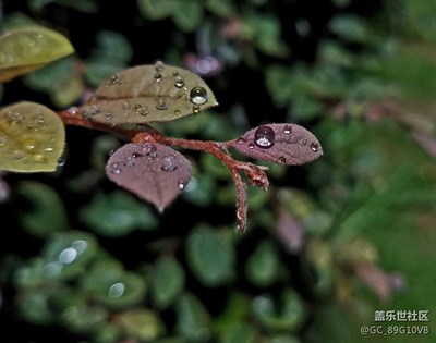 宝石般的水滴