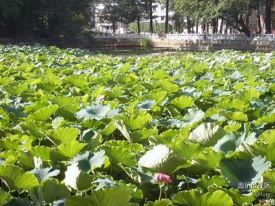 【全民健身】昆明晨练