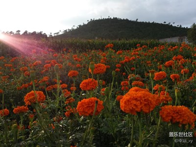 “臭”菊花