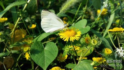 蝴蝶 蜜蜂 与野花