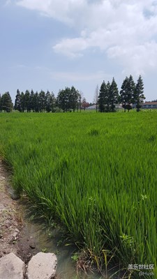 签