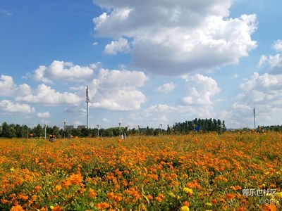 花海