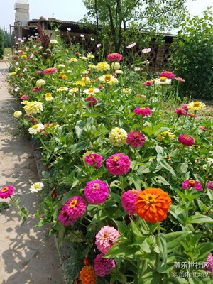 花开了