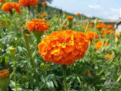 万寿菊