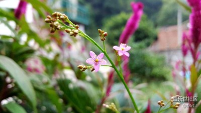 这是什么花