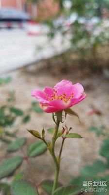 闲时拍的小花