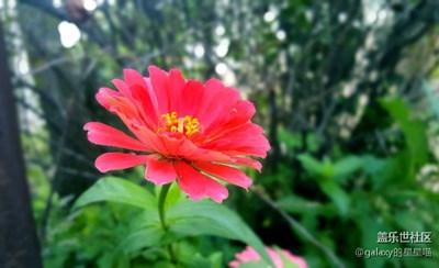 雨后花语