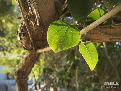 Tab S校园的夏天