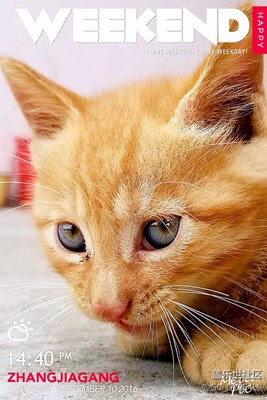 有缘的小野猫。