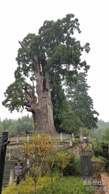 千年古树