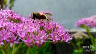 蜜蜂采蜜忙