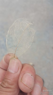 枯叶