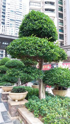 大树