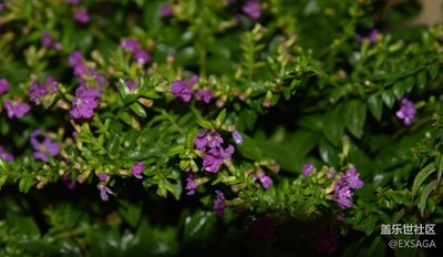 随拍之Gypsophila paniculata Linn（大叶满天星）
