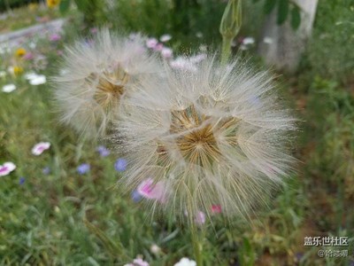 花花草草