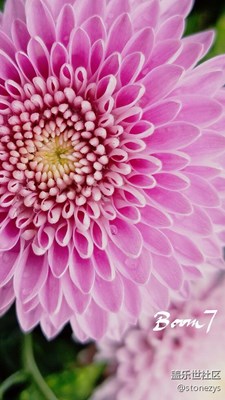 爆炸7拍照简直能顶小半个24mm镜头。。
