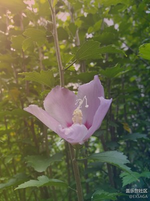 秋色正浓+北京+秋季芙蓉葵