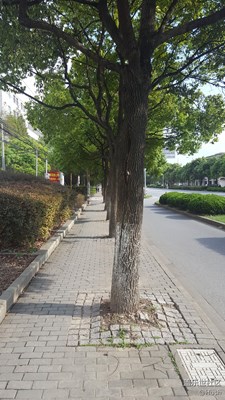 签