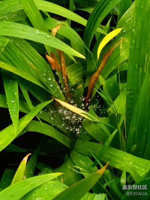 秋色正浓+北京+秋之雨露