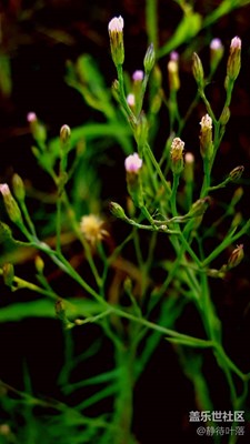 秋野小草花