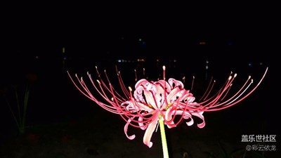 曼珠沙华