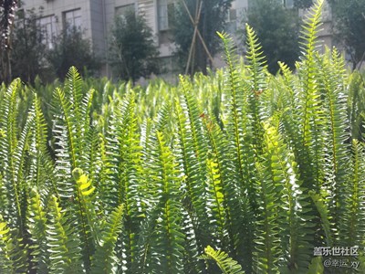 蕨类植物