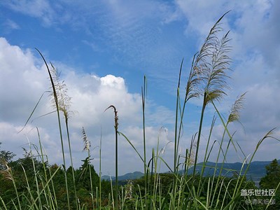 【秋色正浓】+绵阳市三台县+秋舞蓝天银杏黄