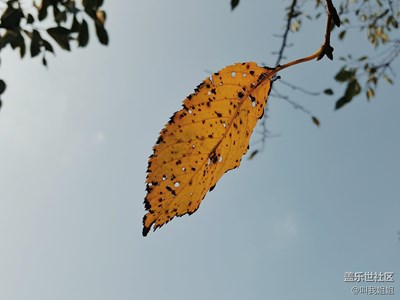 【秋色正浓】+上海+一叶知秋意