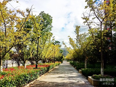【秋色正浓】+云南省曲靖市马龙县+银杏变黄