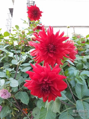 红花