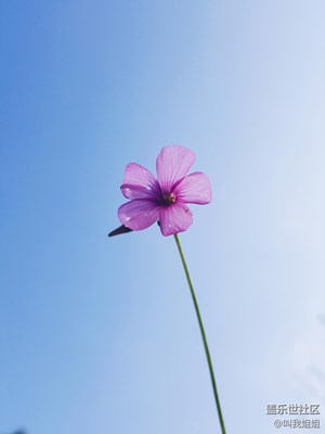 一人花开，一人花谢