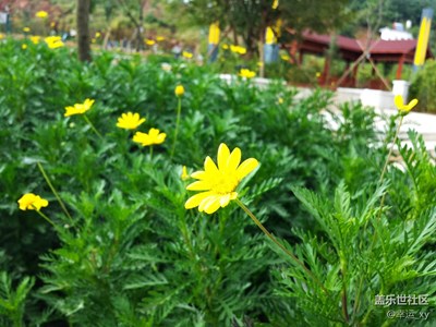 小花，也是那样美