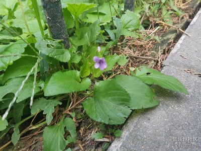 小花儿