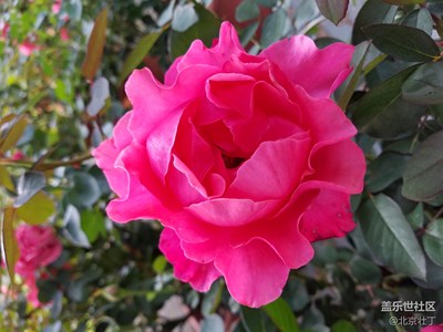 月季花~初恋