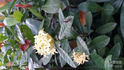 【带着手机去撒欢儿】花丛随拍